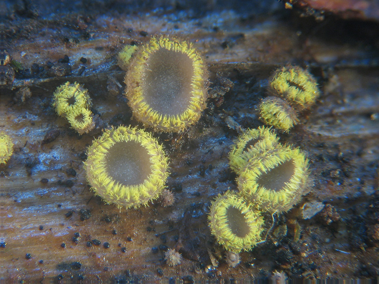 Dasyscyphus sulfureus